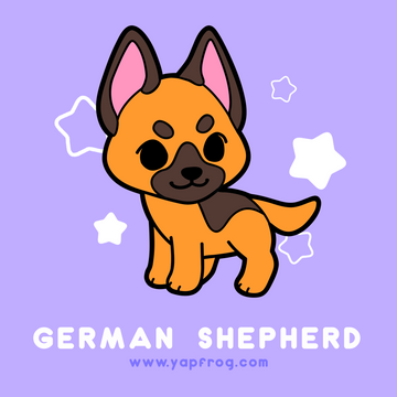 B grade #003 German Shepherd [AUGUST 2020]