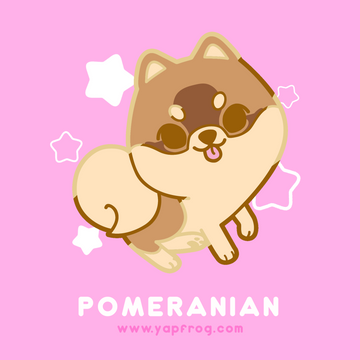 B grade #004 Pomeranian [SEPTEMBER 2020]