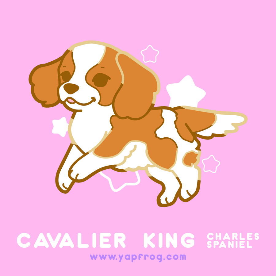 B grade #007 Cavalier King Charles Spaniel [JANUARY 2021]