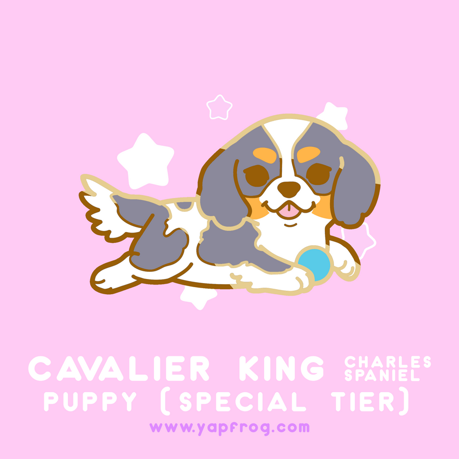 B grade #007-P Cavalier King Charles Spaniel Puppy [JANUARY 2021]