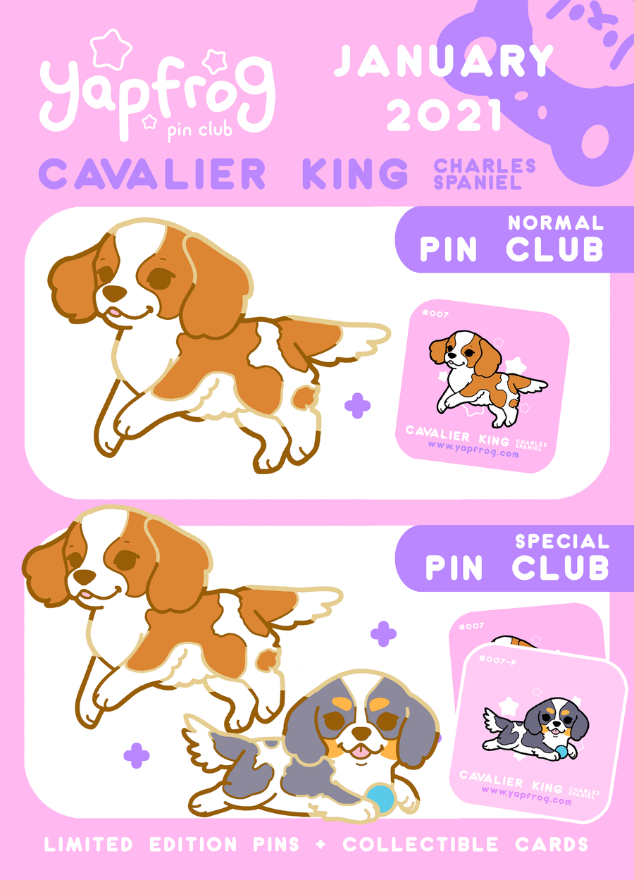B grade #007 Cavalier King Charles Spaniel [JANUARY 2021]