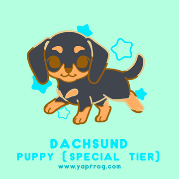 B grade #008-P Dachsund Puppy [FEBRUARY 2021]