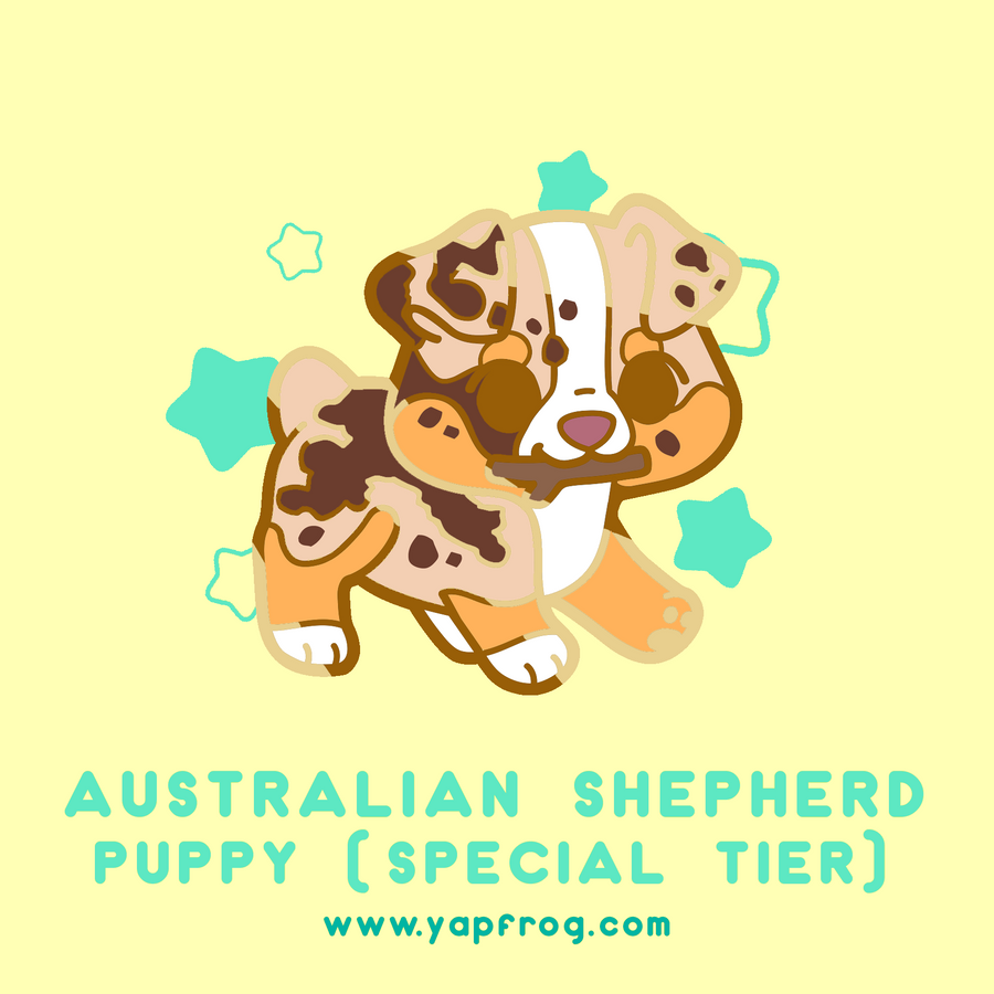 B grade #005-P Australian Shepherd Puppy [OCTOBER 2020]