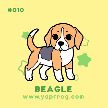 B grade #010 Beagle [APRIL 2021]