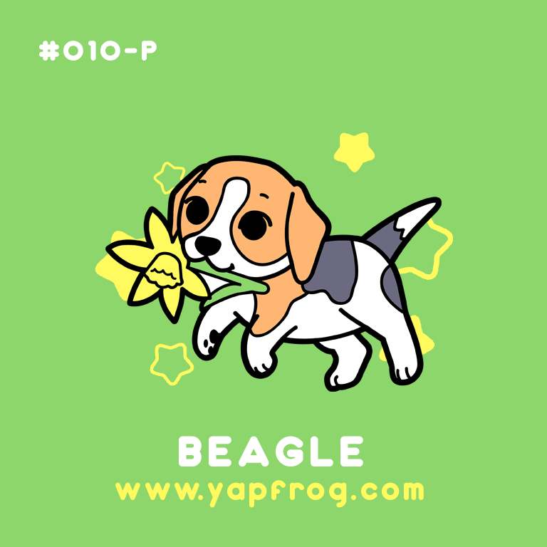 B grade #010-P Beagle Puppy [APRIL 2021]