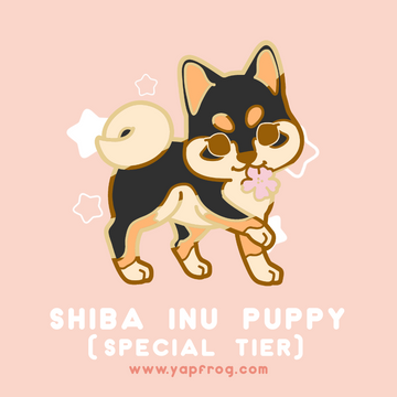 B grade #009-P Shiba Inu Puppy [MARCH 2021]