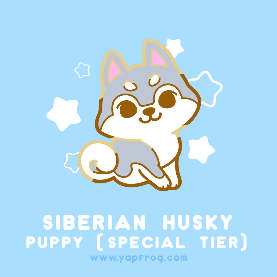 B grade #001-P Siberian Husky Puppy [JUNE 2020]